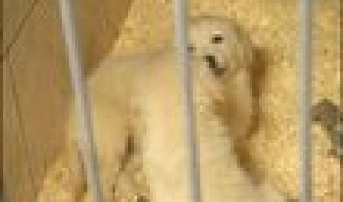 Vente de chats et chiens : nouvelles mesures